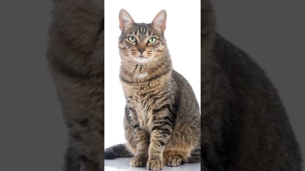 Gk Fact In Hindi //Fact Video //GK 4U