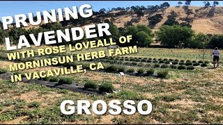 4/6 Pruning Lavender at Soul Food Farm (with Rose Loveall-Sale of Morningsun Herb Farm) by Morningsun Herb Farm 4,661 views 5 years ago 6 minutes, 41 seconds