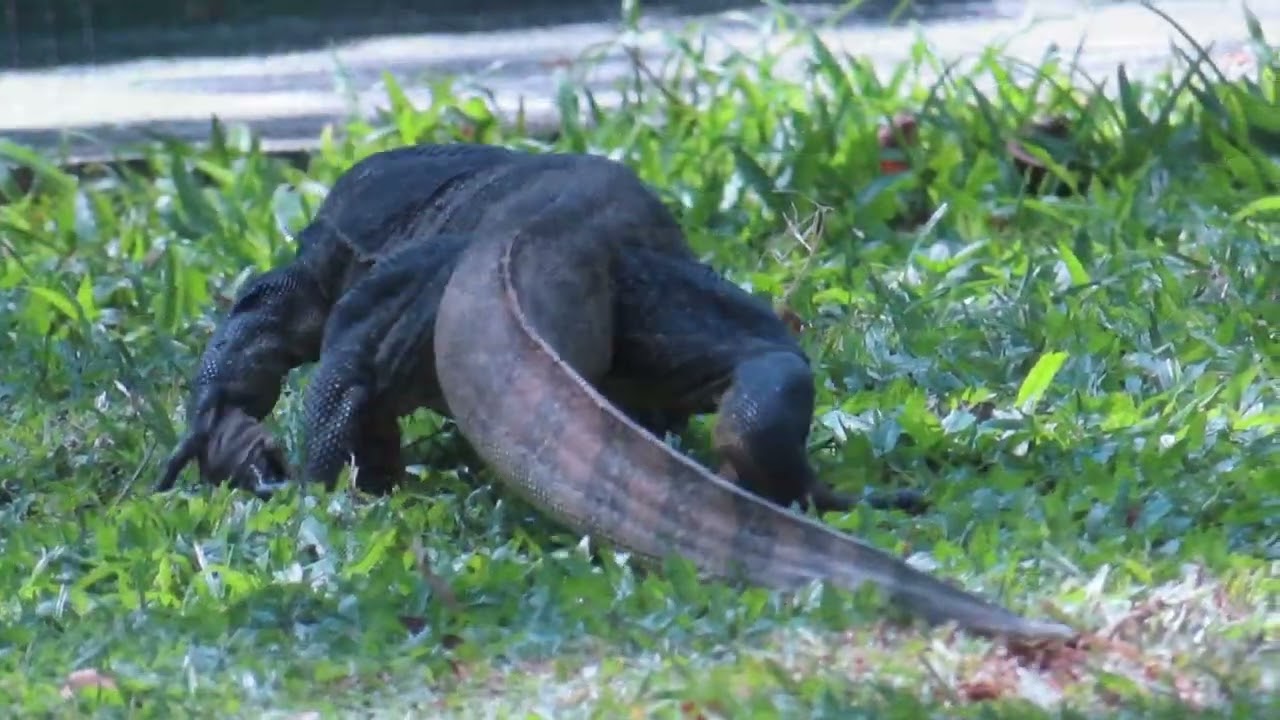 Nature, wildlife, travel: Singapore , Dec 2025