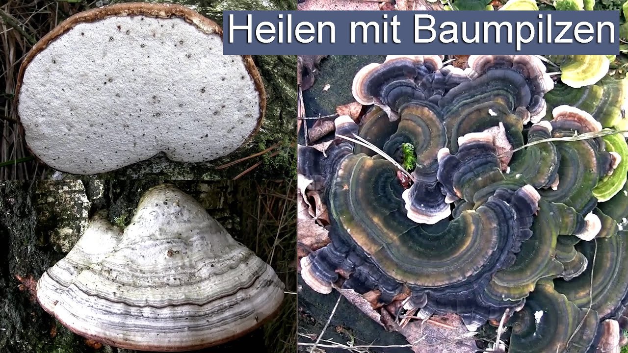 Heilen mit Baumpilzen | Birkenporling, Zunderschwamm und Schmetterlingstramete
