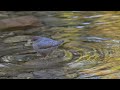 American Dipper Catches Trout, Western Washington Wildlife, Nikon Z9 & 600mm f6.3 Lens, October 2024