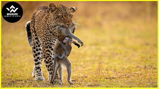 15 Cruel Moments Leopards Attack Humans, Baboon And Other Animals | Wildlife Animals