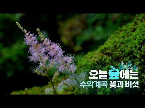 수악계곡 | 오늘숲에는 | KBS제주 260901방송