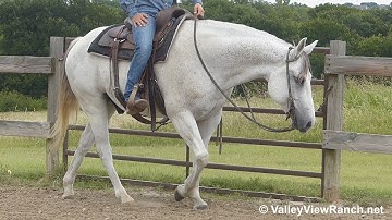 Smart Jag Time***For info, price, etc., go to our website***ValleyViewRanch.net