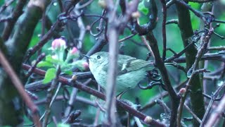 Warbler Family 4K