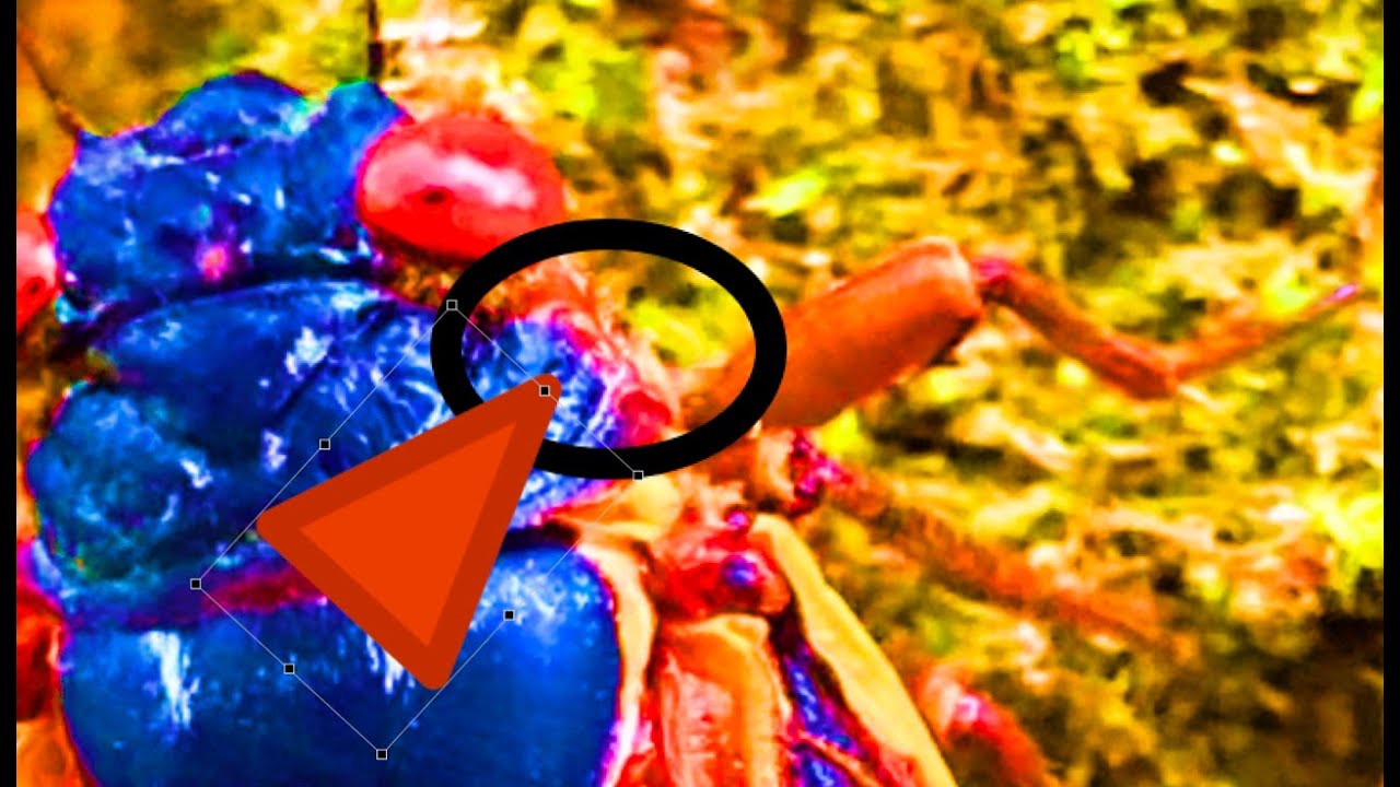 Identifying a Riley's 13 Year Cicada (Brood XIX)