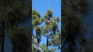 Fuzzy white Baby Red-tail Hawks spotted high up in a tree in San Diego