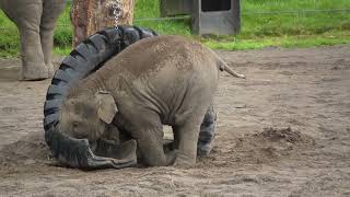 Baby Elephant Tula - Tu Vs. A Giant Tire In The Rain