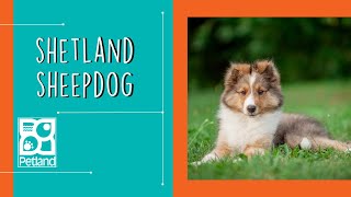 Shetland Sheepdog Fun Facts