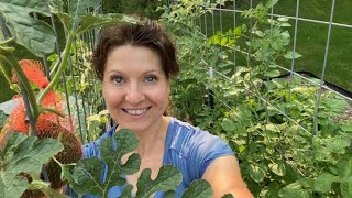 Growing Watermelon on Our Cattle Panel Trellis