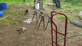 Chickens Update got another free range yard bird @RANDOUGHSURVIVOR
