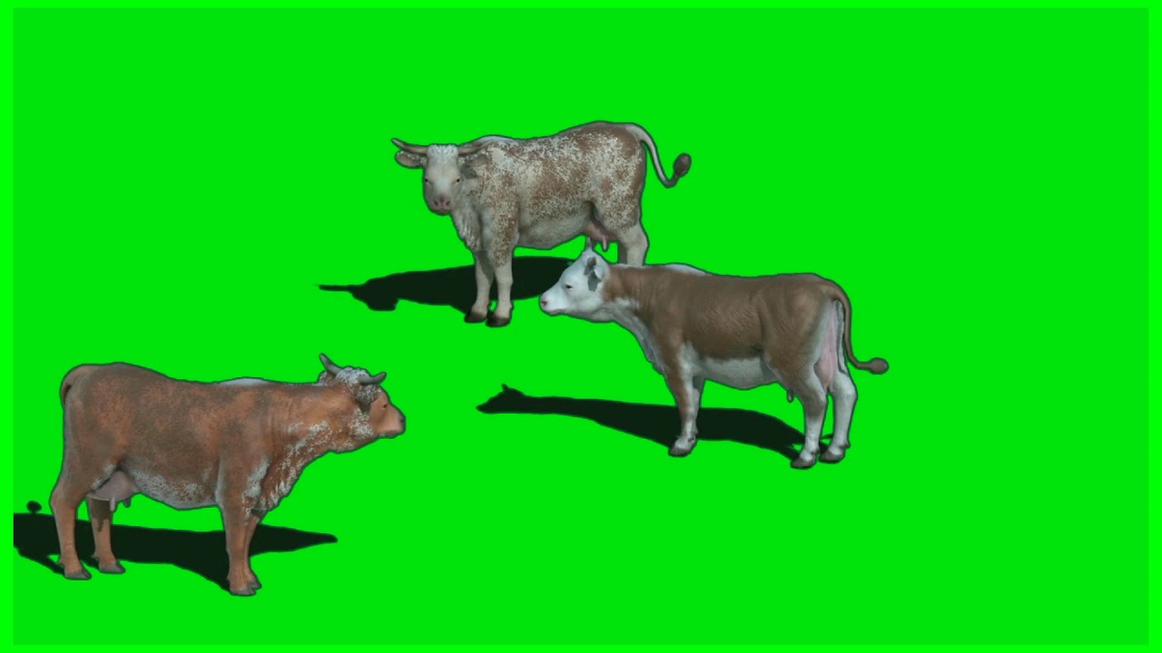 cow green screen