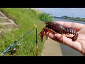 ザリガニを餌に釣りしたら、とんでもない事にっ・・・