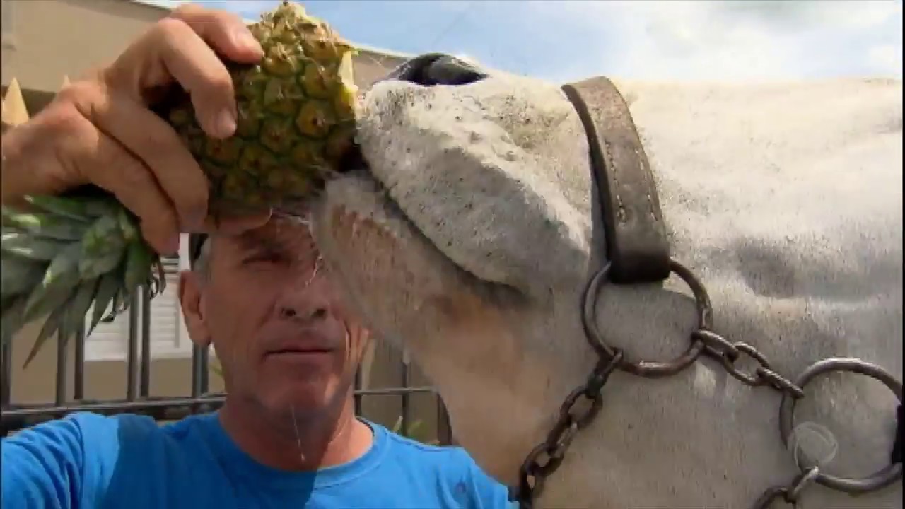 Achamos no Brasil: casal cria animal de estimação de uma tonelada no interior de SP