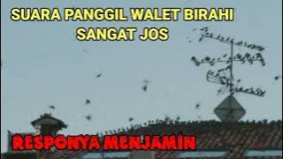 suara panggil walet birahi