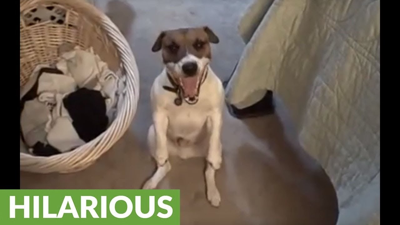 Are Jack Russell Terrier Noisy