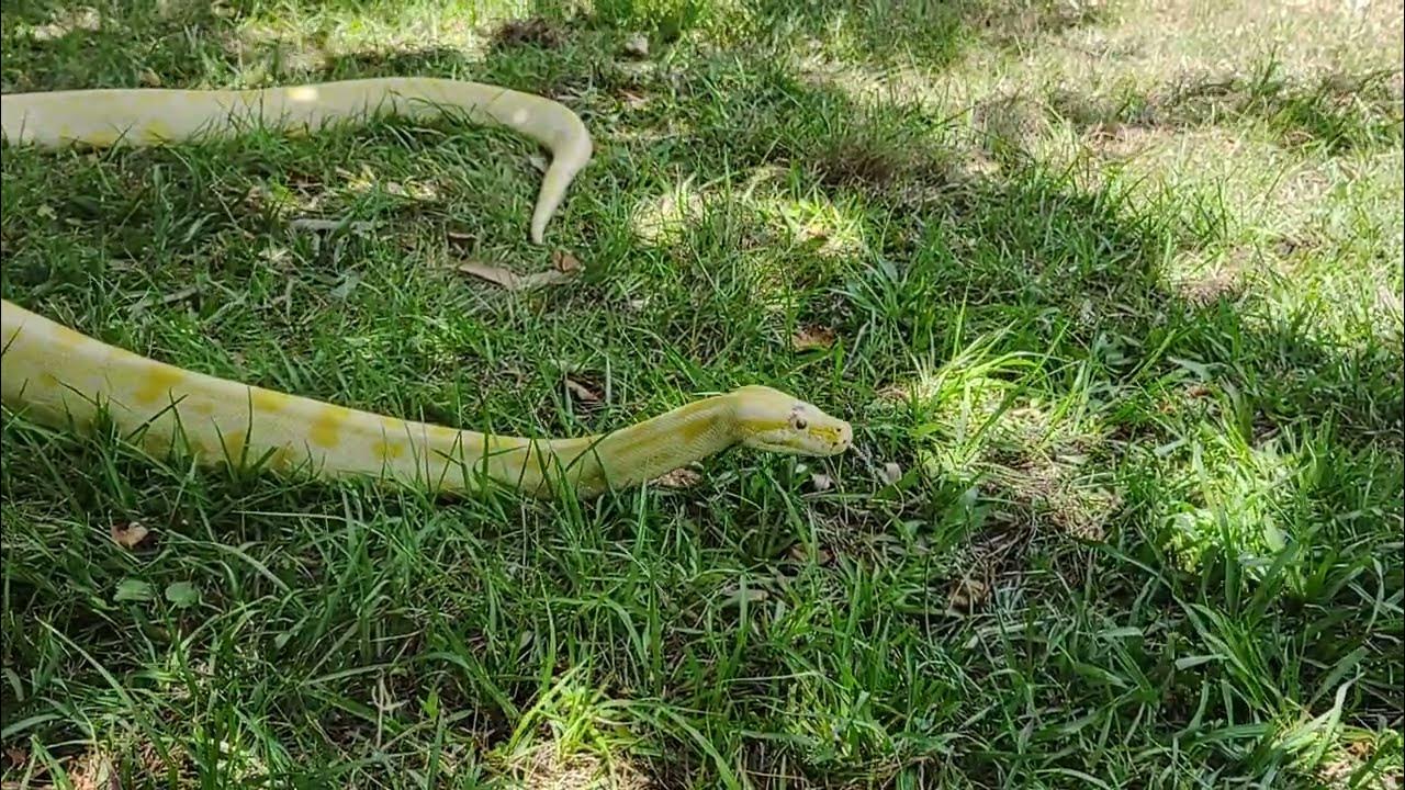 Albino Burmese Python in Captivity #python #burmesepython - YouTube