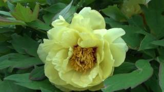 Peony Garden 4-30-2017 High Noon