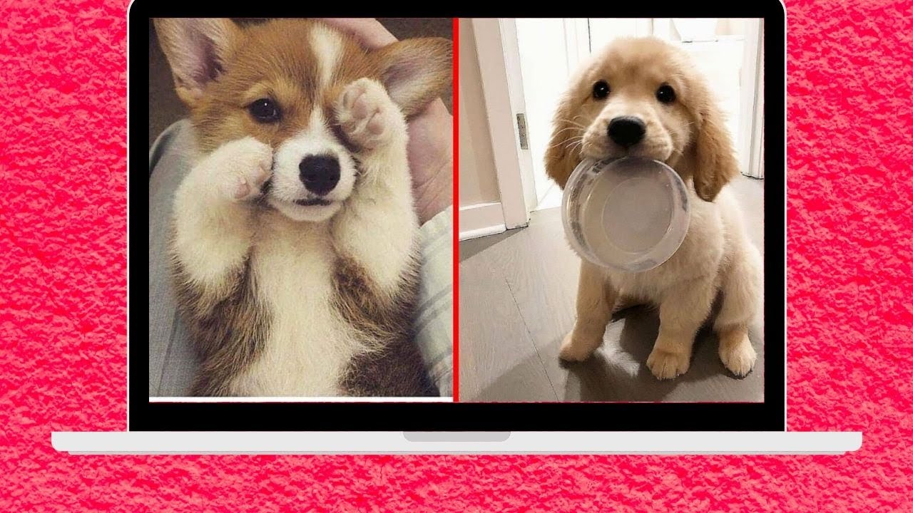 Cute And Funny Pet Videos Compilation #5 ♥ Baby Dog Videos #2