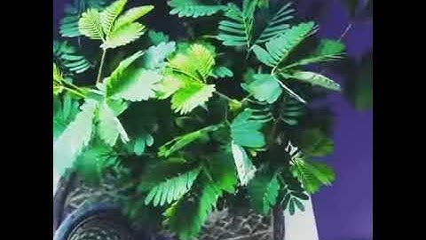 Mimosa Pudica - The sensitive plant
