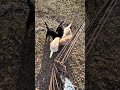#labradoodles