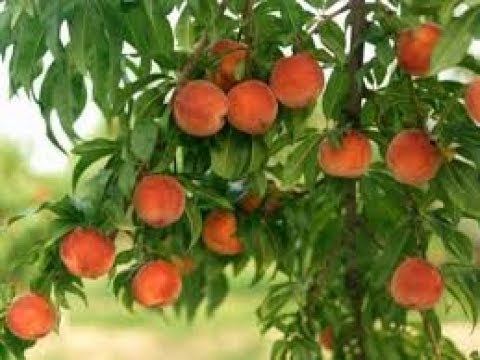 Вопрос: Когда надо укрывать персики?