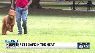 Pitt County vet talks keeping pets safe during extreme heat