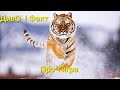 Тигр — володар джунглів 🐅 Який найкрасивіший?