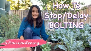 How To Delay Or Stop Vegetables From Bolting