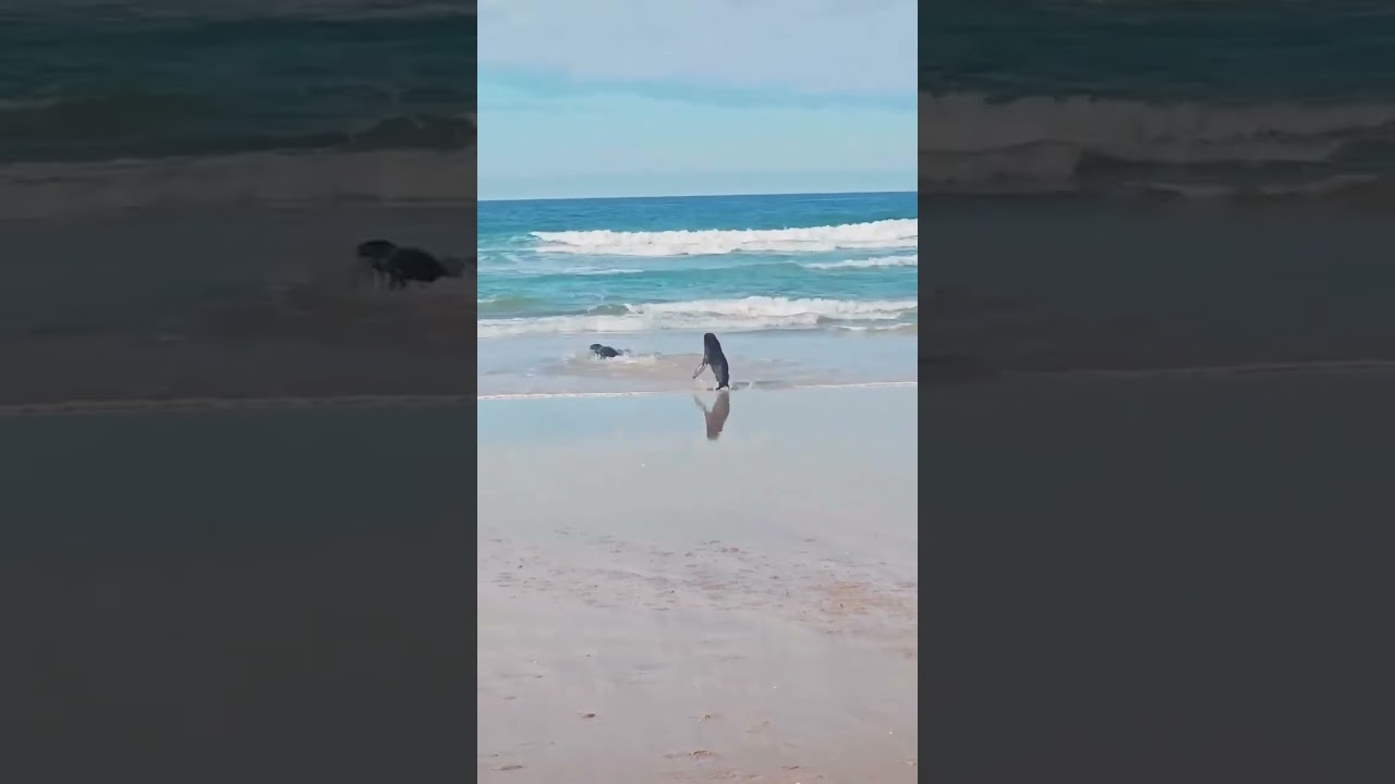 💙 DOIS LOBOS MARINHOS, DUAS HISTÓRIAS E UM REENCONTRO ESPECIAL EM FLORIANÓPOLISDois lobos marin