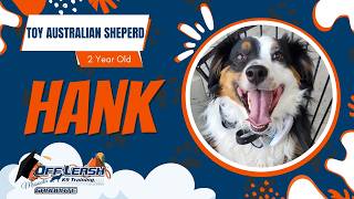 Hank - 2 Year Old Toy Australian Shepherd - Off Leash K9 Missoula