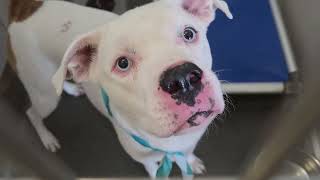 Acs A695770