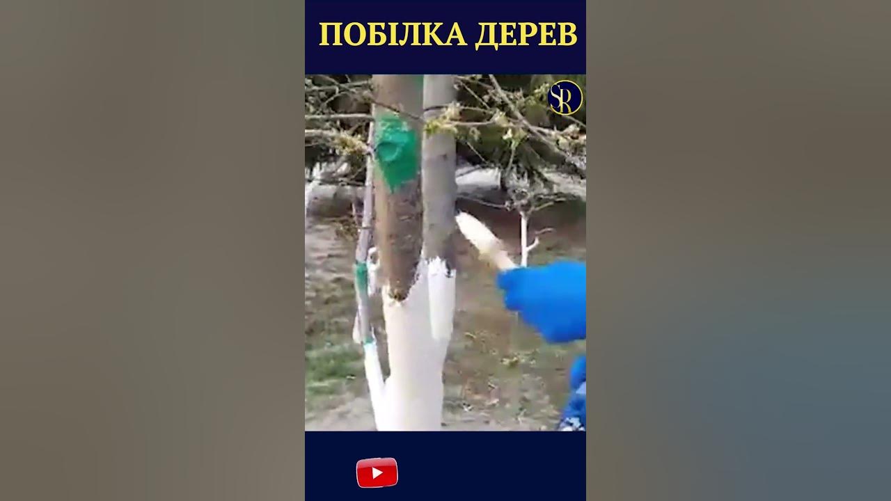 ПОБІЛКА ДЕРЕВ.🍎🌳🍏Побілка дерев 2023/Як ПРАВИЛЬНО БІЛИТИ ДЕРЕВА. Побілка ...