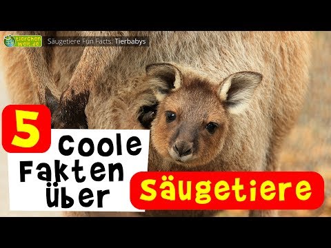 Video: Welche Tiere Sind Säugetiere