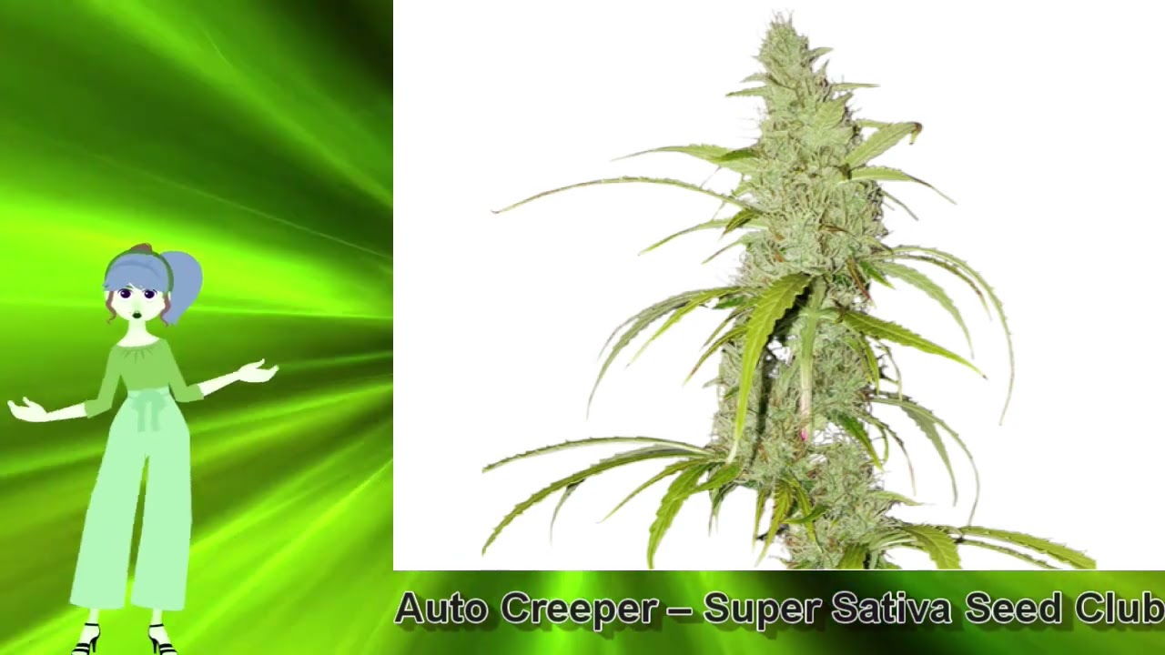 Auto Creeper – Super Sativa Seed Club