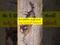 ఈ 5 ఫోటోలు ఇంట్లో ఉంటే | ఒక్క నిమిషంలో పడేయండి #stvdevotional #RasiPhalalu #short #shorts #astrology