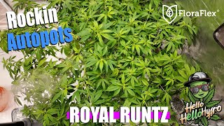 Royal Runtz! Preparing For Flower: Weekly Garden Update!
