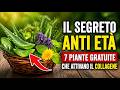 Il Segreto Anti Età: Sette Piante Gratuite Che Costringono il Tuo Corpo a Produrre Collagene (Non D