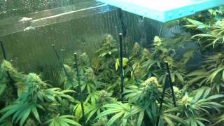 Cannatopia 4.2