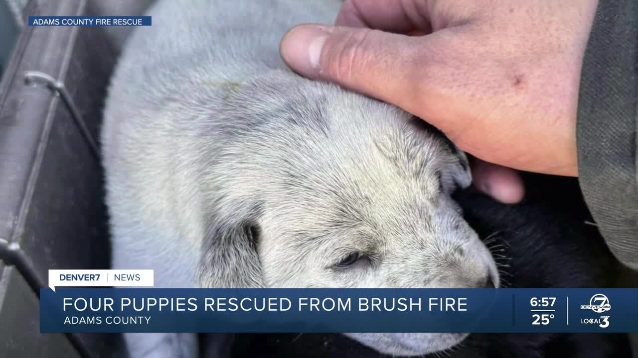 Firefighters rescue four puppies from brush fire in Adams County - YouTube
