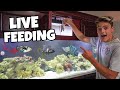 FEEDING SALTWATER AQUARIUM LIVE BAIT FISH!!!
