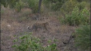SafariLive April 28 -Three leopards! Mom, dad and their daughter!