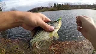 (((BOBBY GARLAND MOGLO BABY SHAD BAITS))