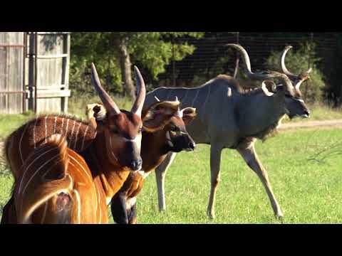 bongo-&-kudu-|-fossil-rim-wildlife-center