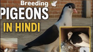 2d vlog fancy pigeon shok🕊️ for sale pigeon subscribe please 🙏 click here 👈