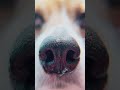 The Beagle #Beagle #DogBreeds #BeagleLove #DogFacts #PetTok #AnimalFacts