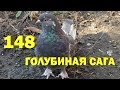 Лапочка - Голубиная сага - Серия 148