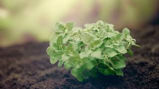 ECHO SOIL