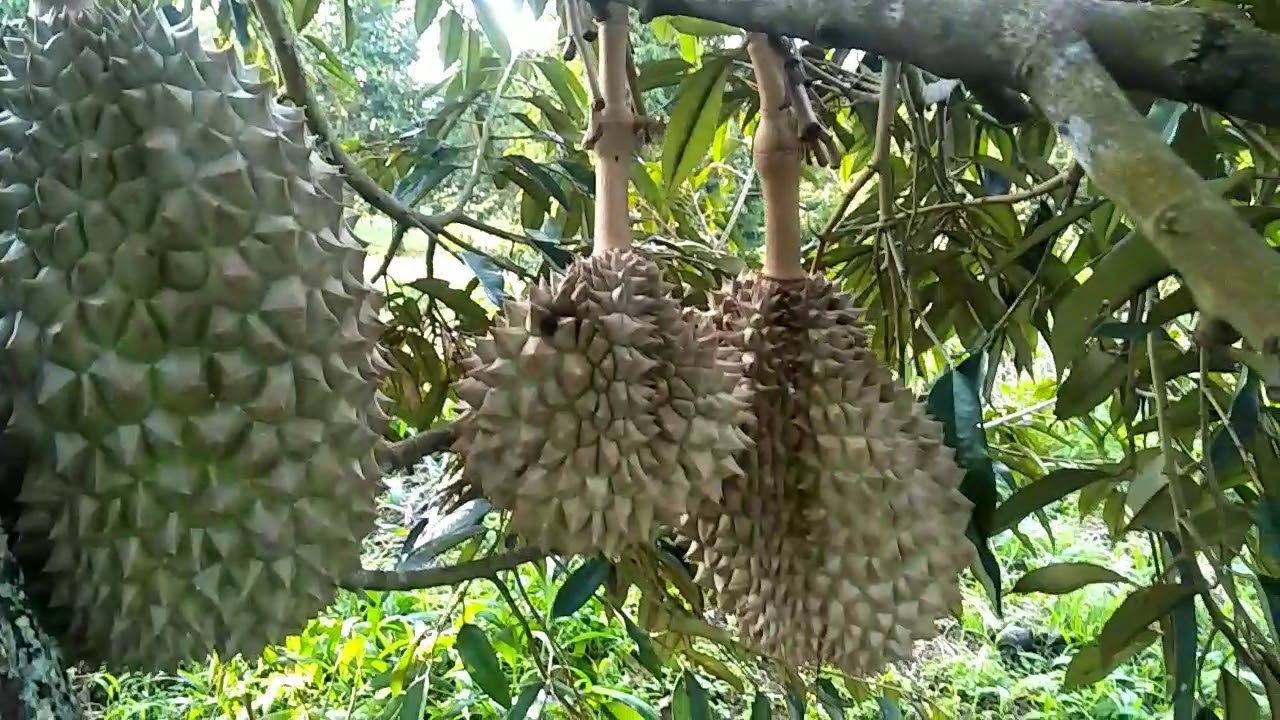 AIR DAN NUTRISI WAJIB BG DURIAN