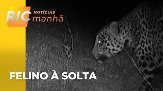 Órgãos ambientais montam força-tarefa para tentar capturar onça-pintada; monitoramento é constante